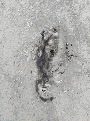 Nasua olivacea