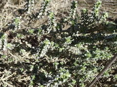 Mercurialis tomentosa