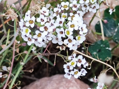 Lobularia
