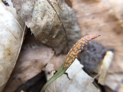 Puccinia mariae-wilsoniae