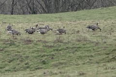 Anser albifrons albifrons