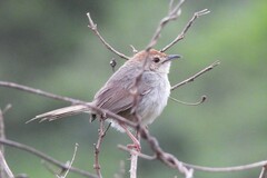 Cisticola aberrans
