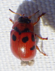 Gonioctena