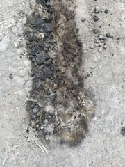 Nasua olivacea