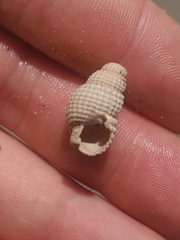 Ilyanassa trivittata