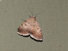 Plecopterodes