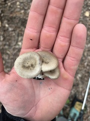 Clitocybaceae