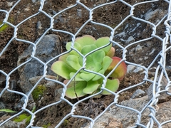 Aeonium canariense image