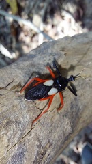 Calliclopius nigripes