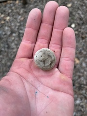 Clitocybaceae