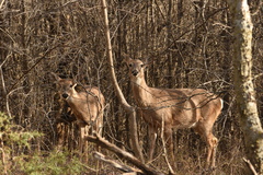 Odocoileus virginianus texanus