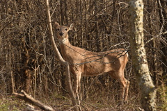 Odocoileus virginianus texanus