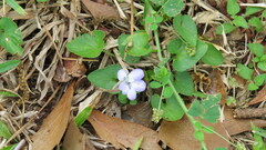 Viola missouriensis