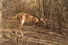 Odocoileus virginianus texanus