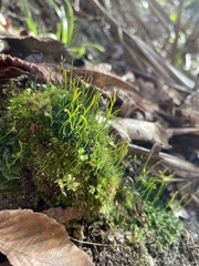 Phaeoceros carolinianus