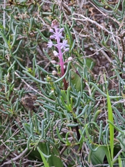 Scilla haemorrhoidalis