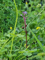 Scilla haemorrhoidalis