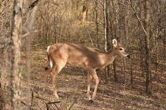 Odocoileus virginianus texanus