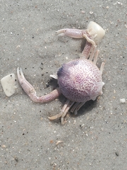 Persephona aquilonaris