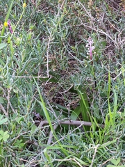 Scilla haemorrhoidalis