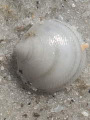 Divalinga quadrisulcata