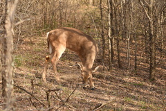 Odocoileus virginianus texanus