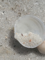 Divalinga quadrisulcata