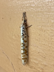Mjobergia fulviguttata