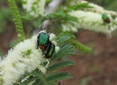 Leucocelis