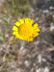 Helenium pinnatifidum