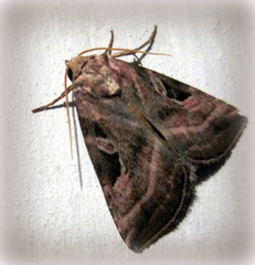Eucarta virgo