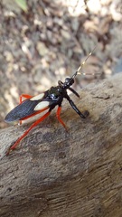 Calliclopius nigripes