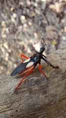 Calliclopius nigripes