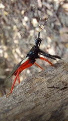 Calliclopius nigripes