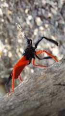 Calliclopius nigripes