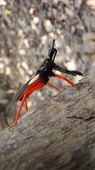 Calliclopius nigripes