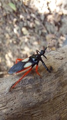 Calliclopius nigripes