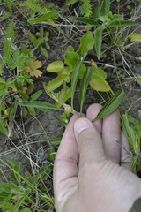 Viola arvensis