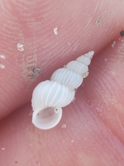 Epitonium multistriatum