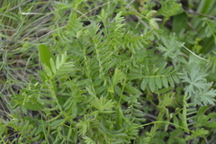 Astragalus danicus