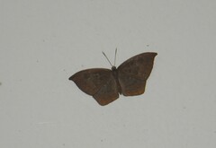 Eurybia pergaea