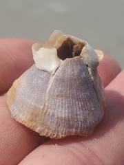 Amphibalanus venustus