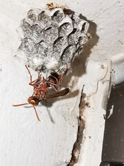 Polistes badius