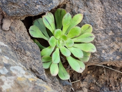 Aeonium