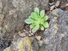 Aeonium