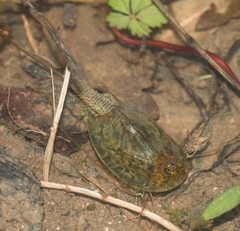 Triops cancriformis