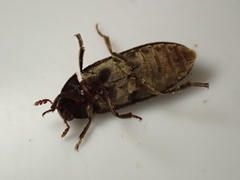 Dermestes