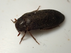 Dermestes