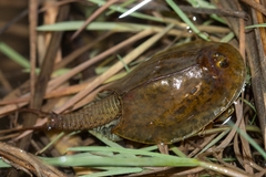 Triops cancriformis