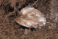 Agaricus gennadii